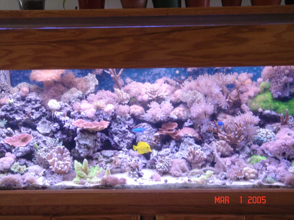 180 gallon saltwater reef tank.  Complete with all