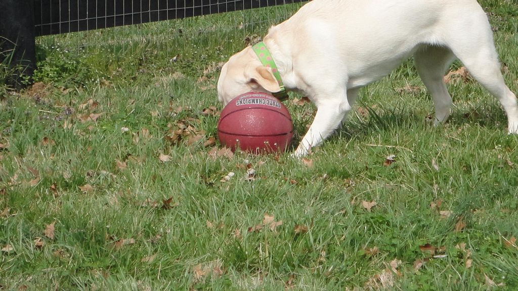 Millie vs. basketball