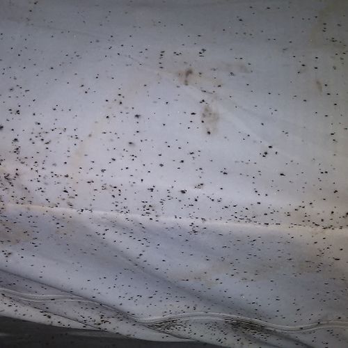 Hundreds of Bedbugs living on a bedbug cover