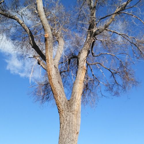 Chinese Elm after cleanup of dead and extra growth