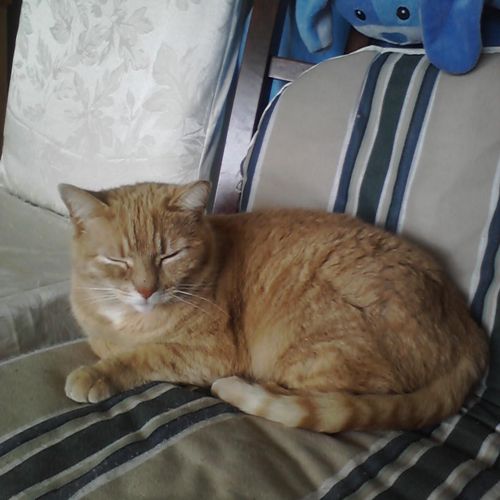 My Ginger Cat