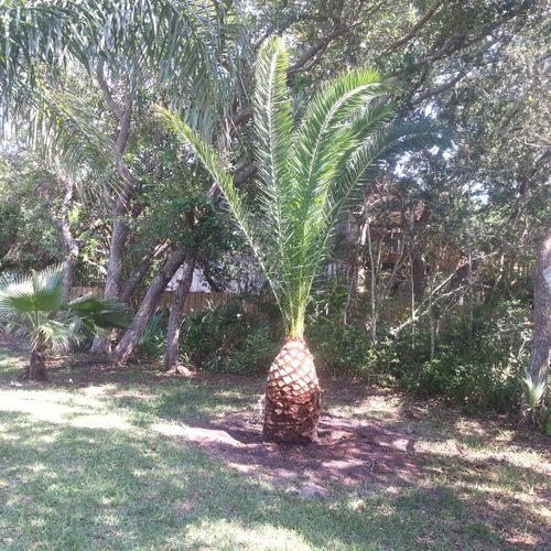 fully dressed pineapple palm