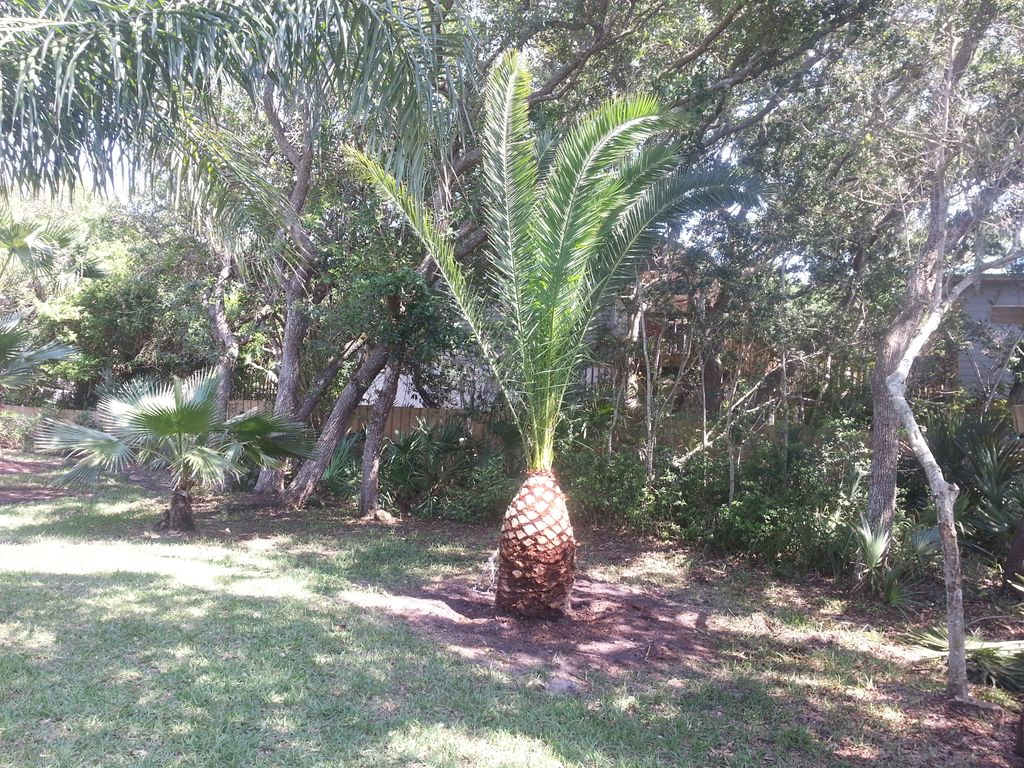 fully dressed pineapple palm