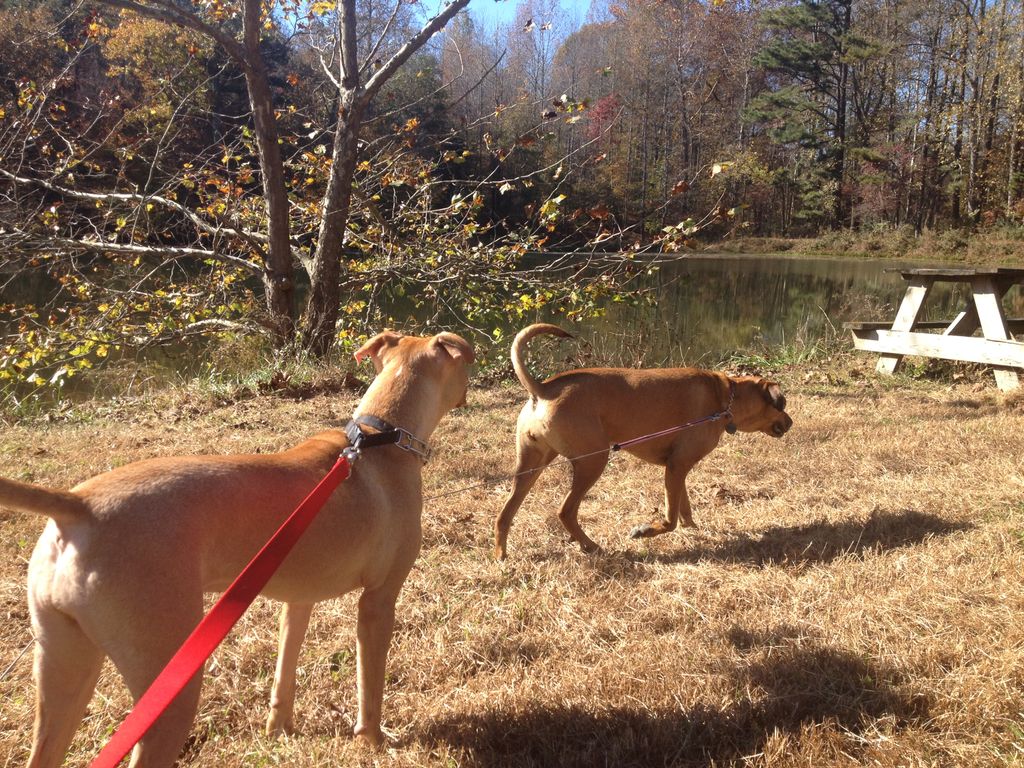 Sammie & Lucy taking a walk around the lake at Pey