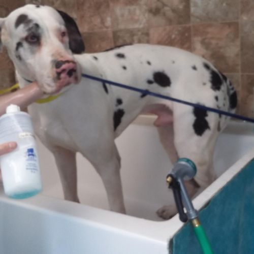 Big boy getting a bath