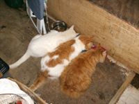 Community Feral Cat Rescue