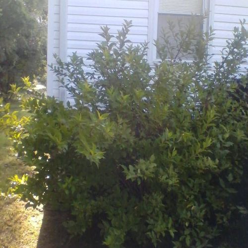 Yard work; bushes that were way over grown, growin