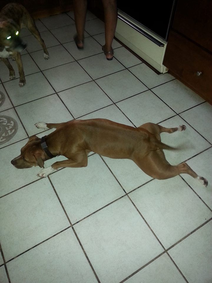 One of our guest, Ms. "Pepper" after a long walk.