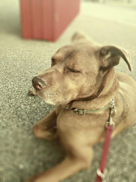 The Majestic Redd! Honorary Dogs Gone Happy Marin 