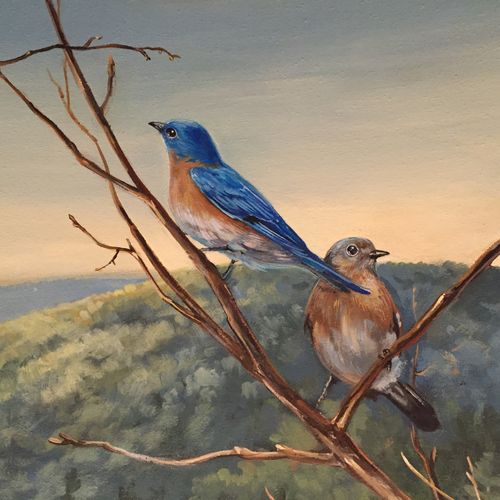 Eastern Bluebird (detail) Wonders of Wildlife Muse