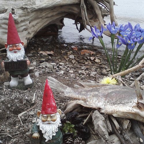 How long does it take 2 average garden gnomes to p