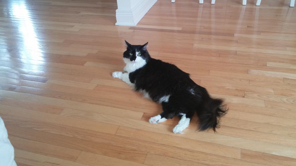 Wallace showing just how cool a cat he is