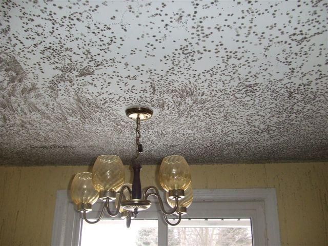 Vacant homes and homes with high humidity are bree