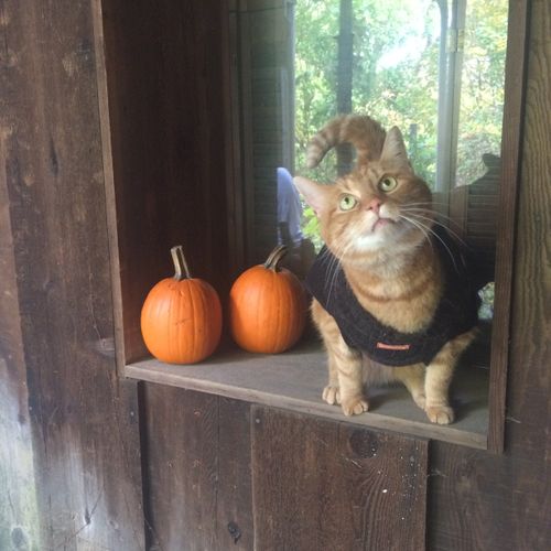 Little SIMBA in his Halloween costume curious to t