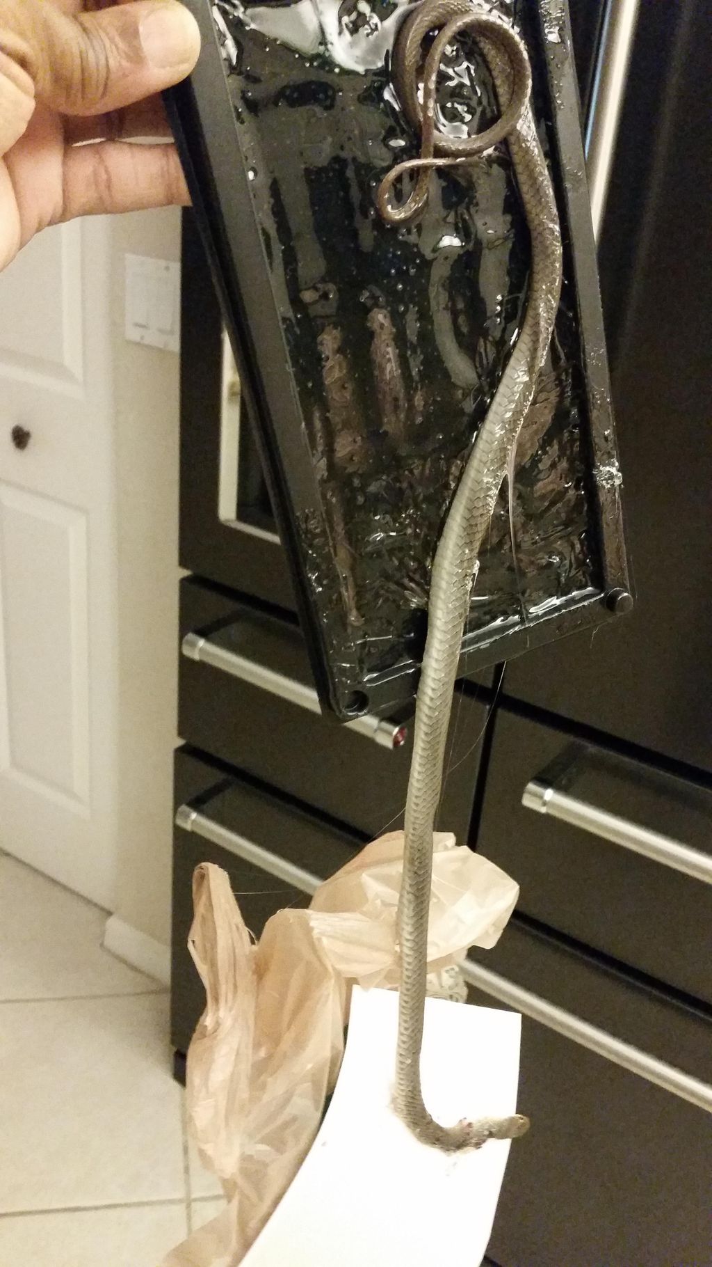 Snake in Master bedroom