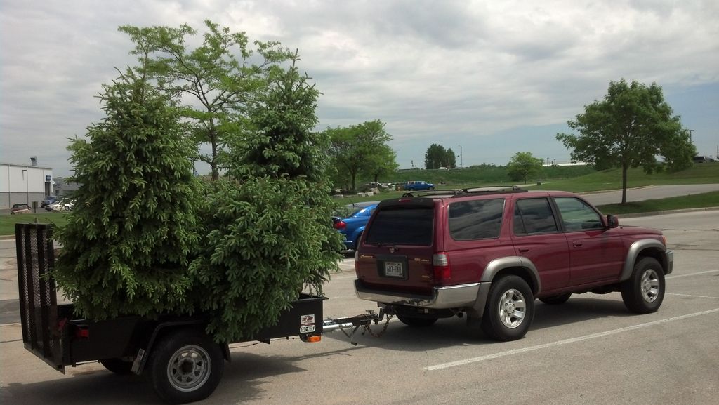 We plant trees!