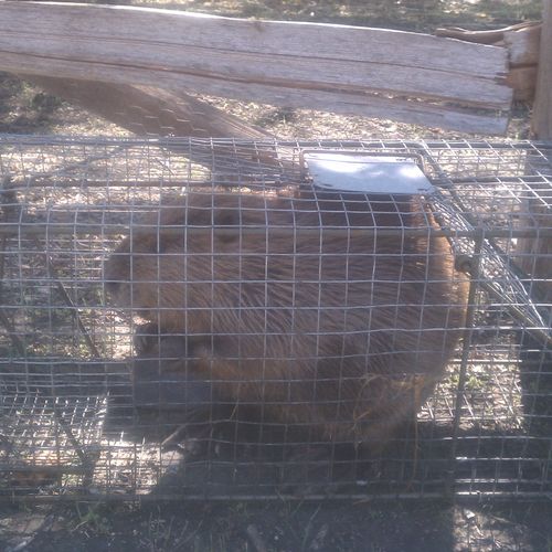 Beaver that was flooding a local park, and destroy