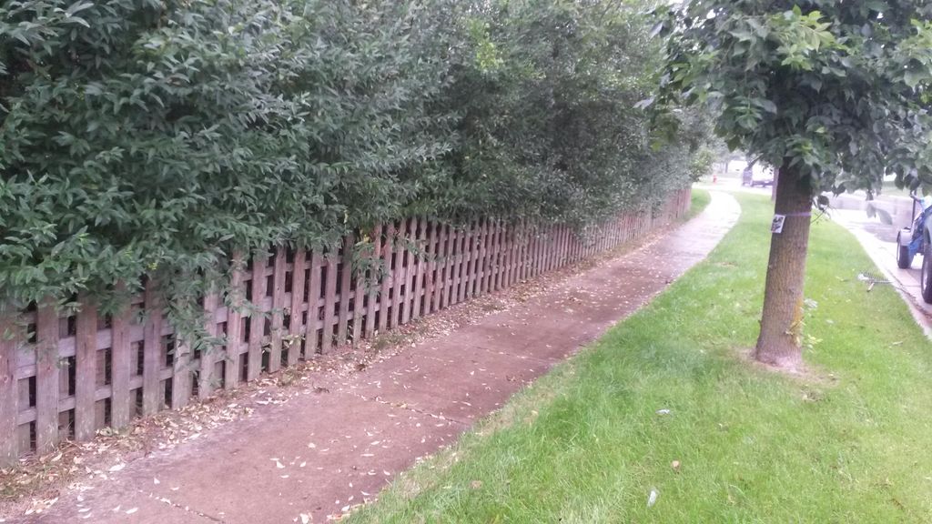 small tree trimming-before