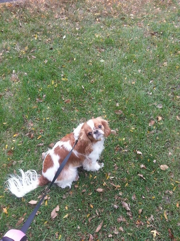 Dolly