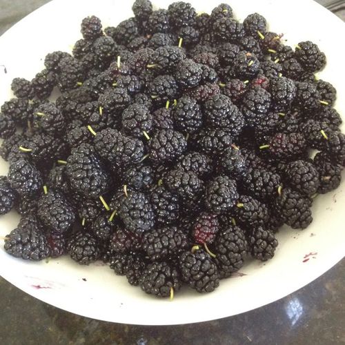 Mulberries from the tree in my backyard!  It doesn