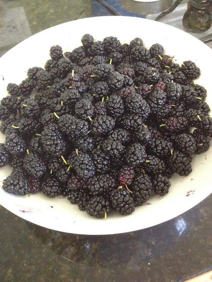 Mulberries from the tree in my backyard!  It doesn