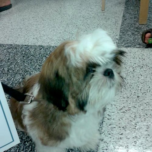 Here is a picture of a Shih Tzu who i trained in m