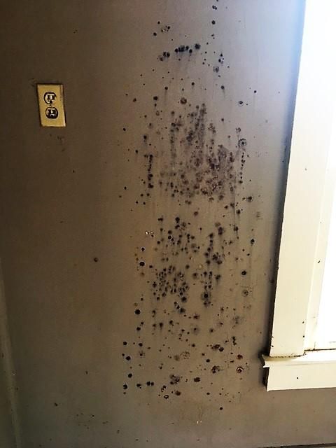 Black mold permeating through the wall.