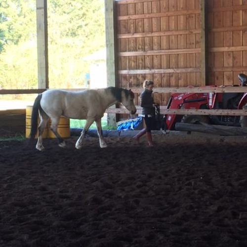 Equus Coaching Client during her "Career Explorati
