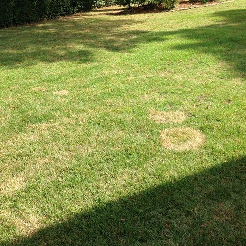 Brown Spot Zoysia Grass