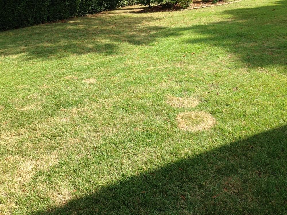 Brown Spot Zoysia Grass