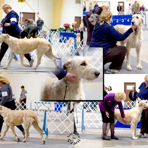 We LOVE dog show photography, too!  This is a cust