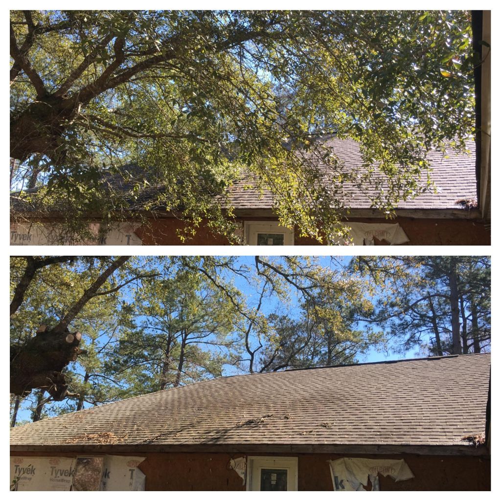Tree Trimming