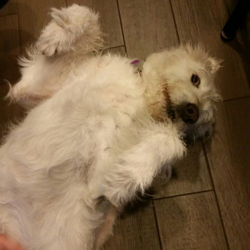 Samantha not so subtly asking for a belly rub
