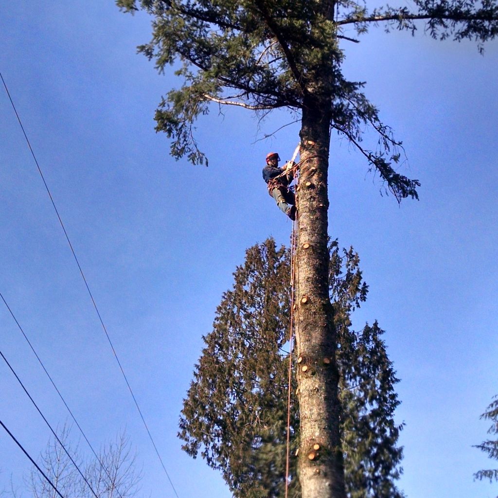 Ayuso Tree Service