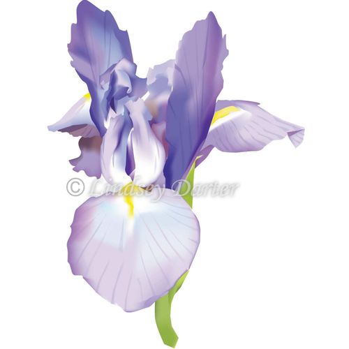 Iris. Digital Rendering- Adobe Illustrator.
