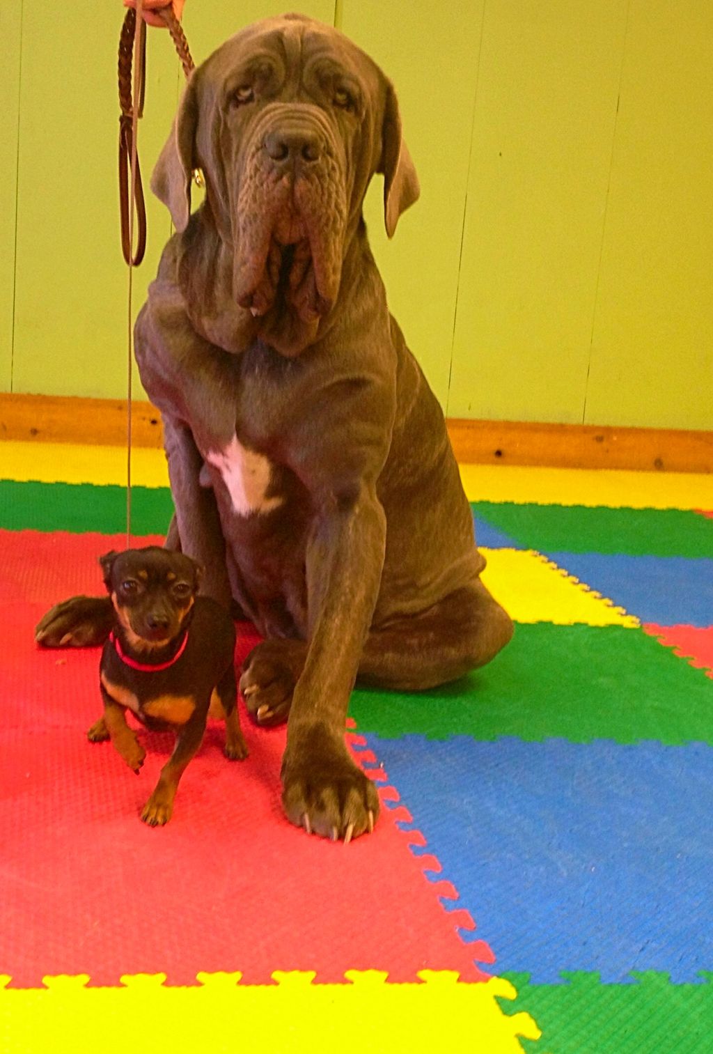 We train them all, BIG and small!