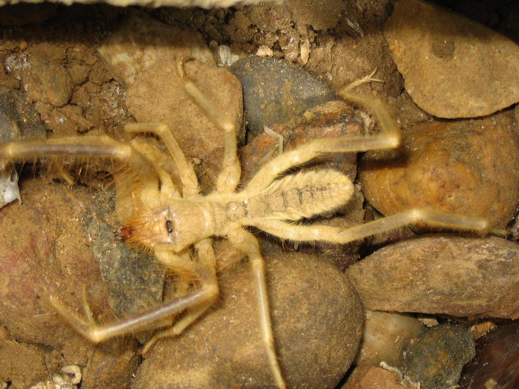 Camel Spider, Baghdad, Iraq