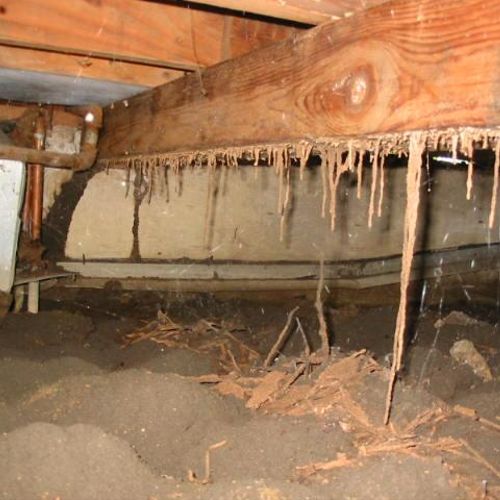Subterranean termite tunnels