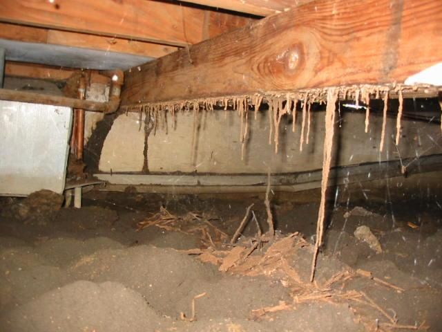 Subterranean termite tunnels