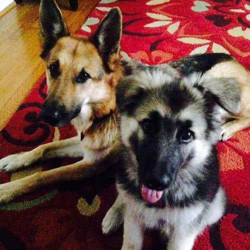My two pups... German and Shiloh Shepherd