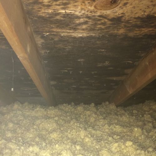 Black mold growth found on attic roof structure.