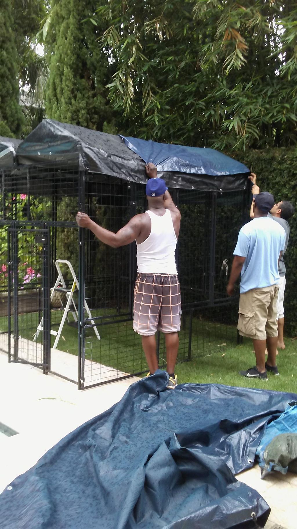 Falcon cage assembly