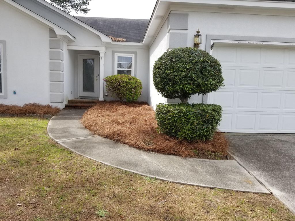 Fresh Long Needle Pine Straw 