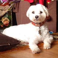 House To House Pet Sitting LLC