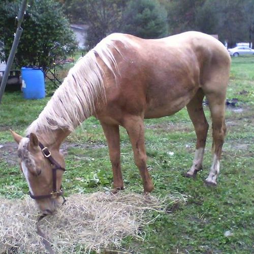 This horse was turned to pasture for years with li