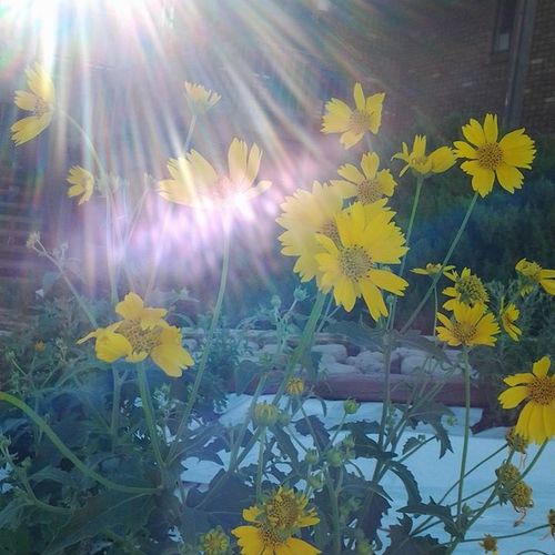 Taken From Sherry Lipari's 
Nature sun/flower shot