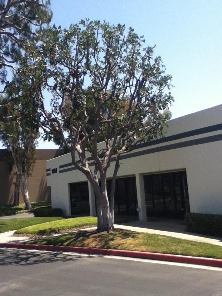 Carrotwood Tree that was shorten and shaped