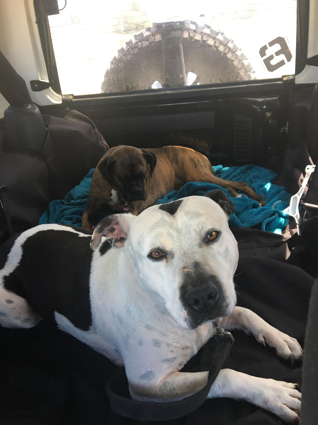Hoss and my pup (Roxy) going for a Jeep ride!