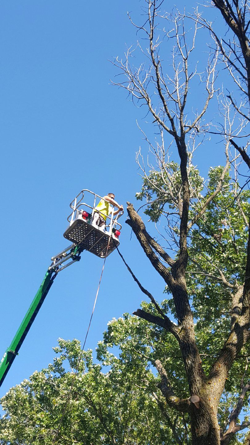 Twin Cities Tree Care Professionals