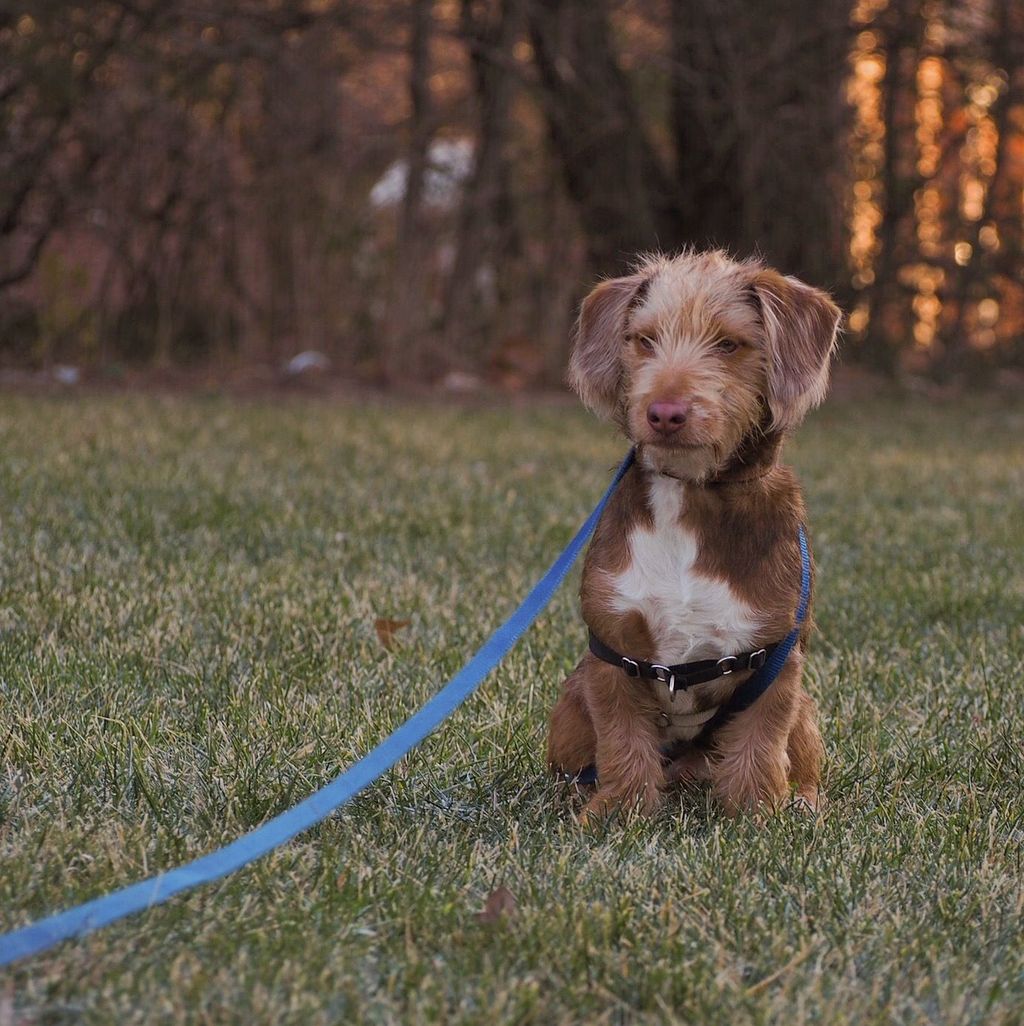 Oscar doing a sit-stay with some added distance be